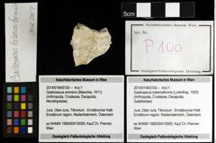 Foto (Objekt + Etiketten) von Gastrosacus tuberosiformis (Lorenthey, 1929) 